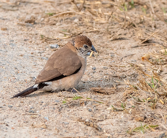 Indian silverbill