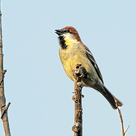 Russet sparrow