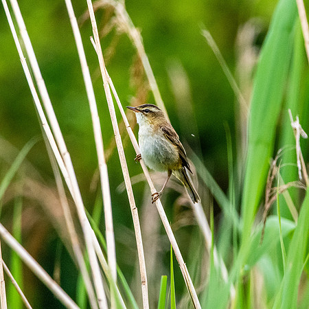 Sedge warbler