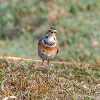 Bluethroat