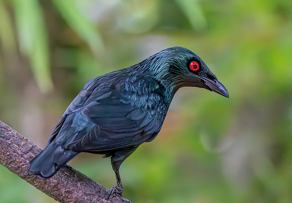 Asian glossy starling