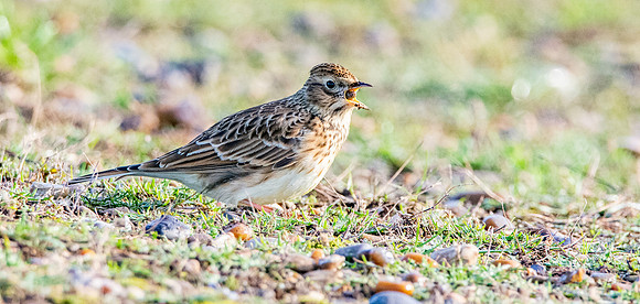 Skylark