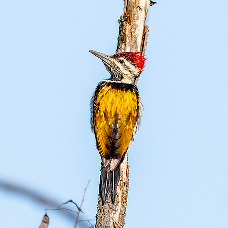 Black rumped flameback woodpecker