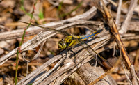 Black tailed skimmer