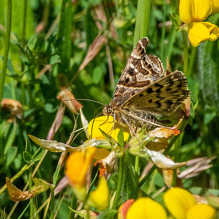 Mother Shipton moth