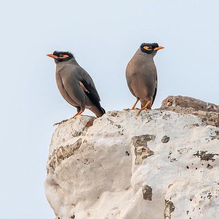 Bank Mynah