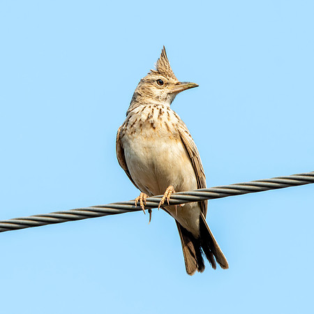 Crested lark