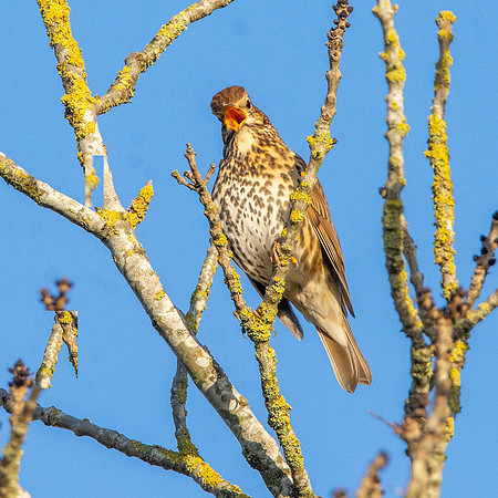 Song thrush