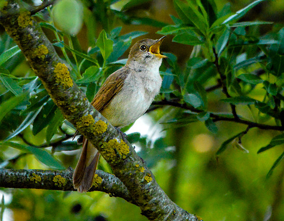 Nightingale