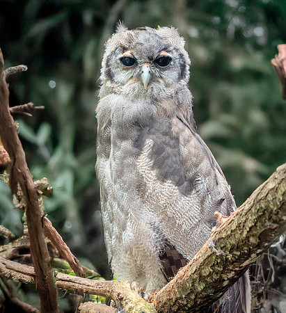 Verreaux's eagle owl