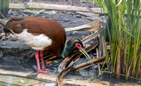 Madagascar crested ibis