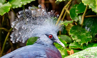 Victoria crowned pigeon