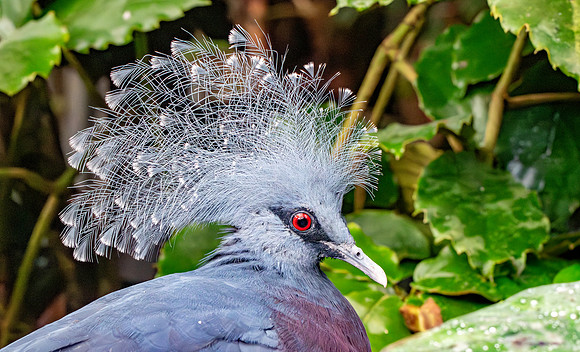 Victoria crowned pigeon