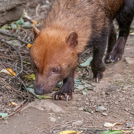 Bush dog
