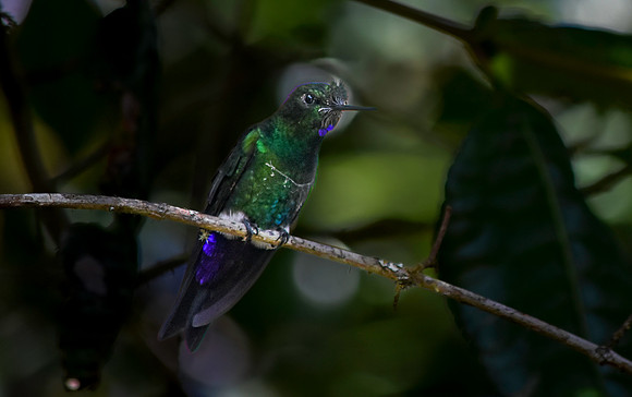 Glowing Puffleg Hummingbird