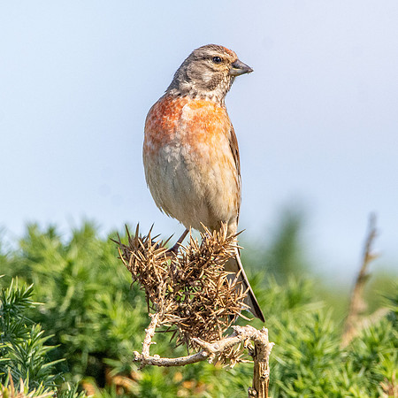 Linnet, male