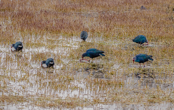 Grey headed swamphen