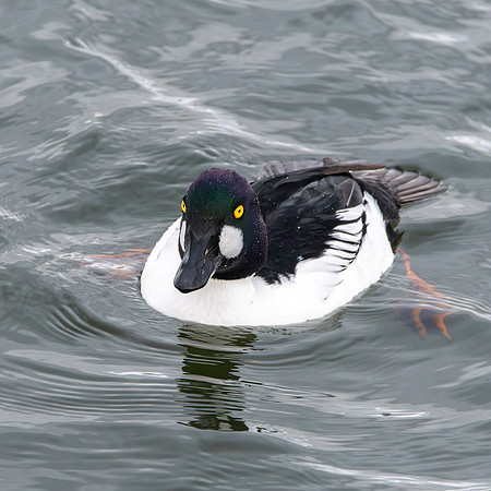 Goldeneye, male