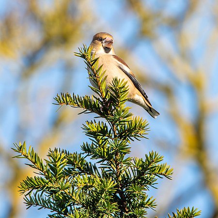 Hawfinch, male