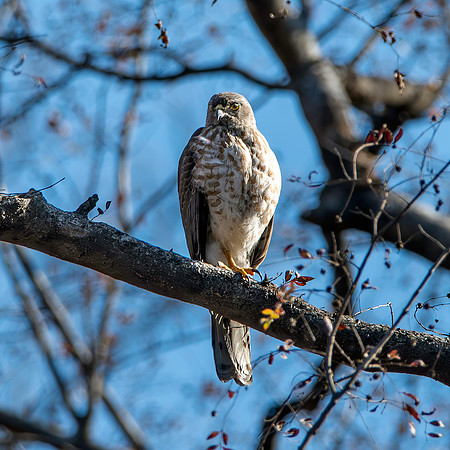 Shikra, female