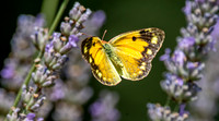 Dark clouded yellow