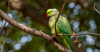 Rose ringed parakeet