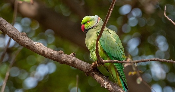 Rose ringed parakeet