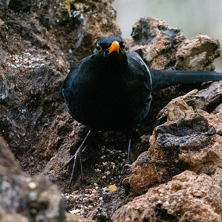 Common blackbird