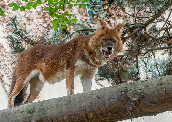 Dhole
