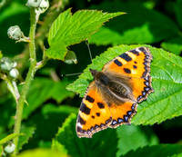 Small tortoiseshell