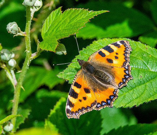 Small tortoiseshell