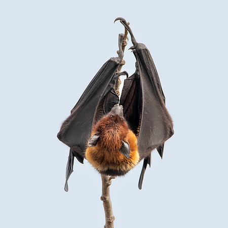 Indian Flying Fox