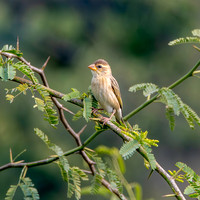 Baya weaver