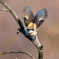 Long tailed shrike
