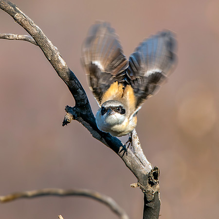 Long tailed shrike