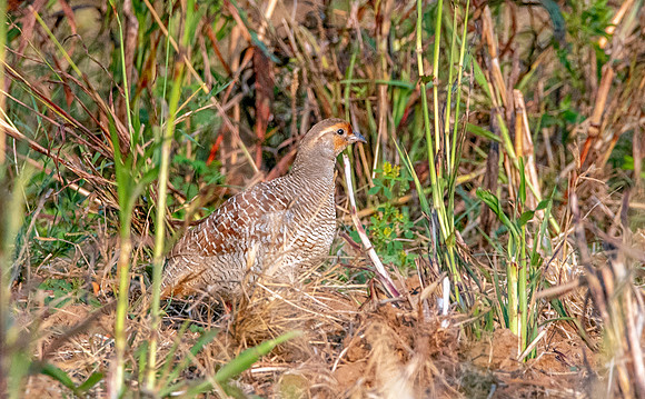 Grey francolin