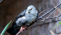 Blue ground dove, male