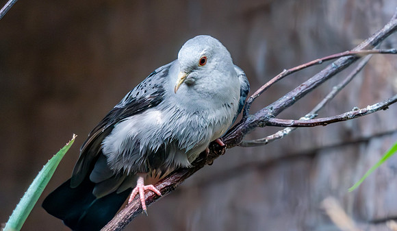Blue ground dove, male