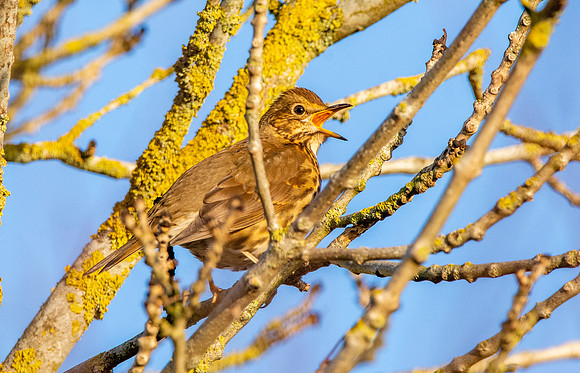 Song thrush