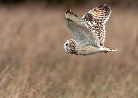 Short eared owl