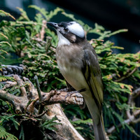 Light vented bulbul