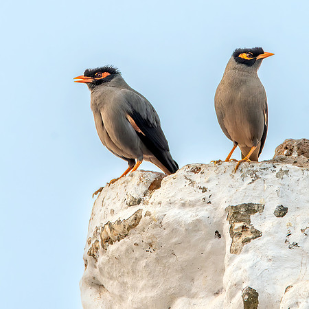Bank Mynah