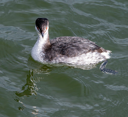 Slavonian grebe