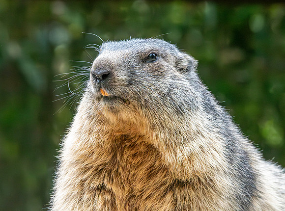 Alpine Marmot