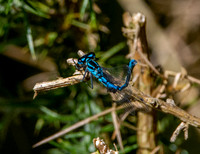 Azure bluet