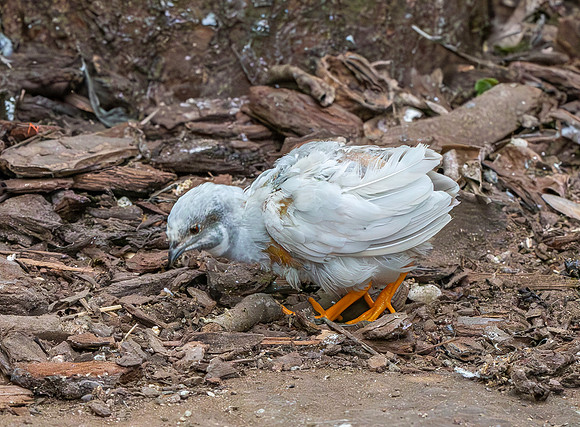 Chinese painted quail