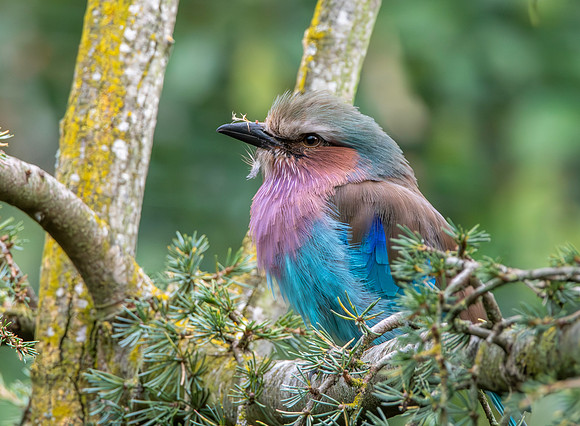 Lilac breasted roller