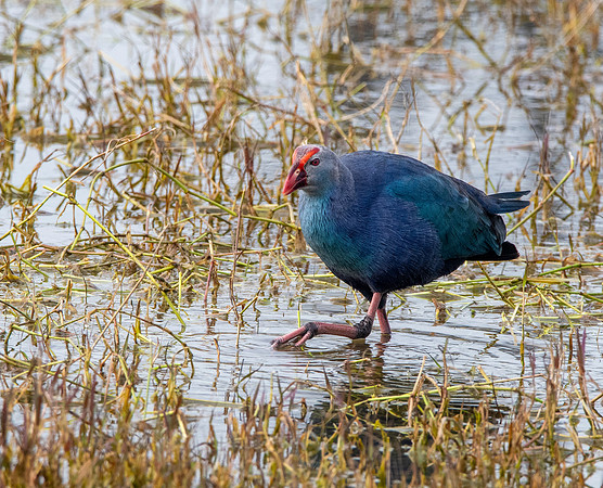 Grey headed swamphen