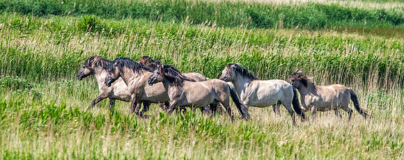Konik horses
