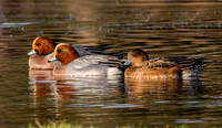 Eurasian wigeon
